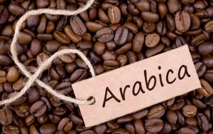arabica