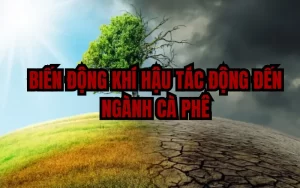 biến đổi khí hậu
