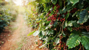 Bao bì cà phê Arabica chuẩn xu hướng năm 2025